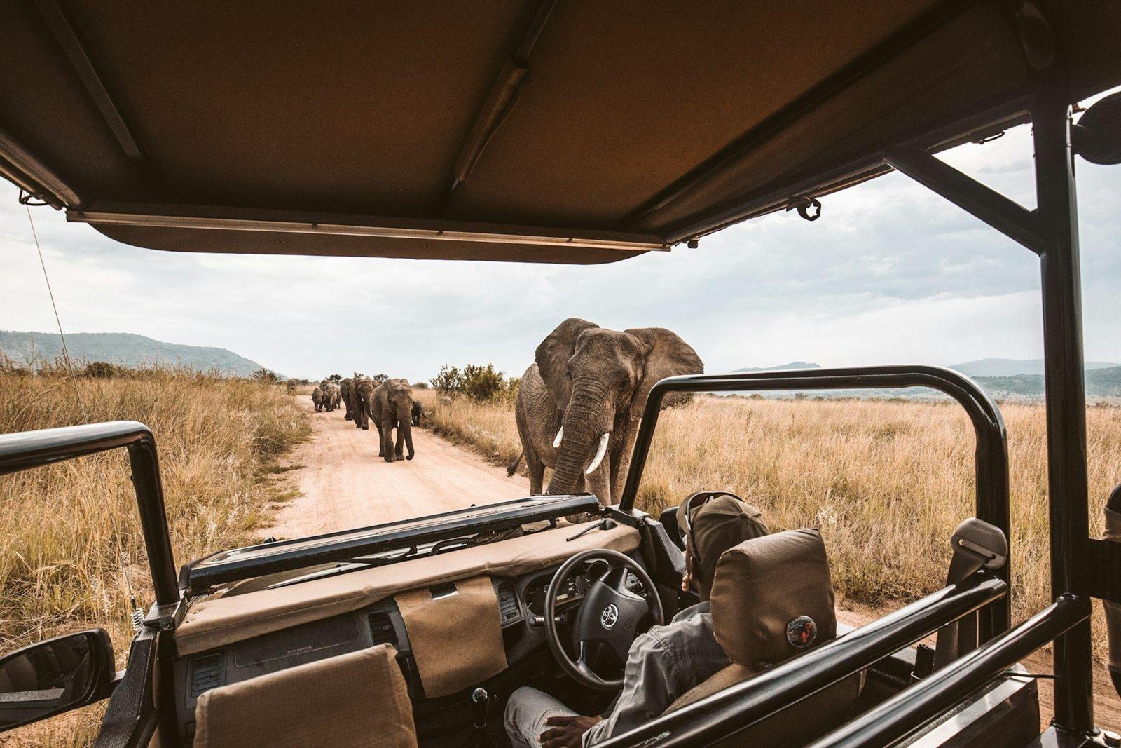 Olifanten op een zandweg, gezien vanuit een open safarijeep